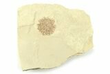Fossil Sycamore (Macginitiea) Fruit - Green River Formation, Utah #360276-1